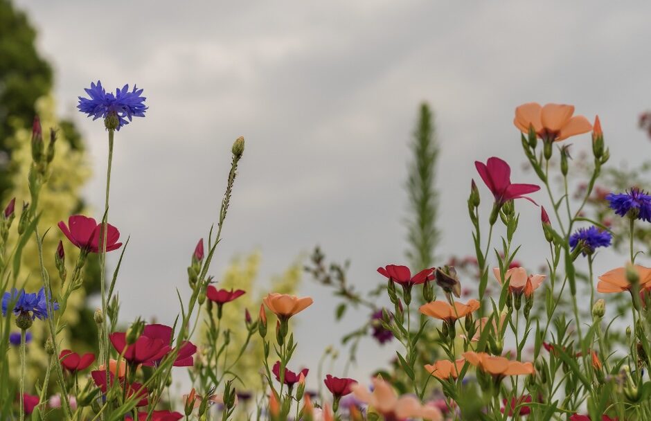 Bluemenautomat Blumen Paderborn